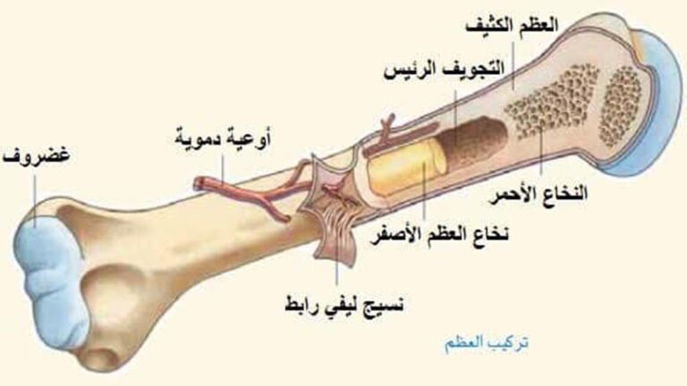 أمراض نخاع العظم: الأعراض والأسباب والعلاج أمراض نخاع العظم