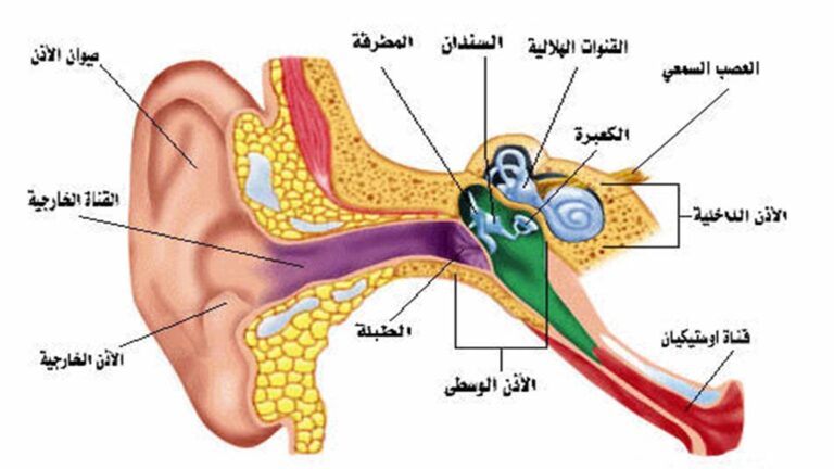 طبلة الأذن