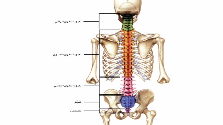العمود الفقري